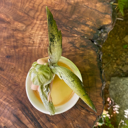 Amy Brown Green Tea Fairy