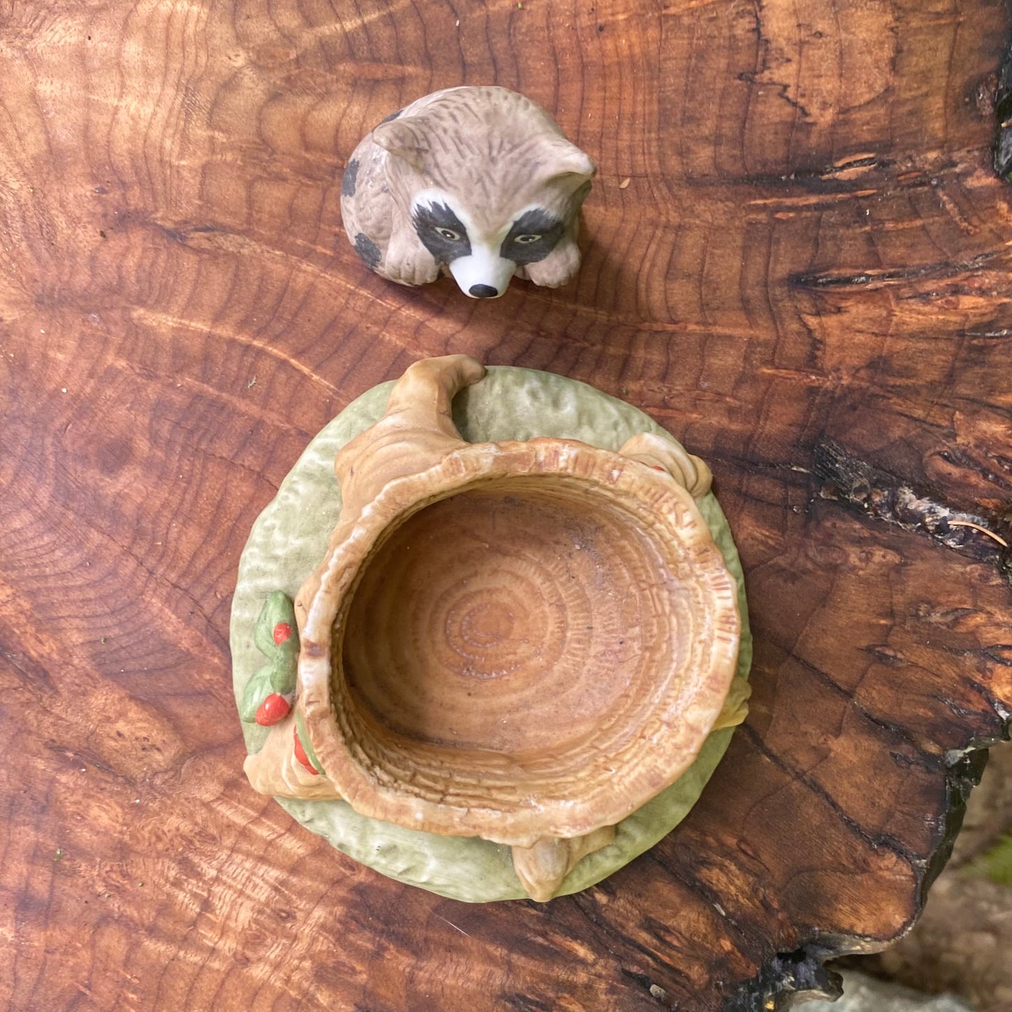 Woodland Surpises Raccoon