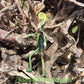 Fae Folk® Fairies - WILLOW